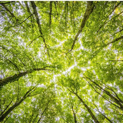 Samedi 18 avril à 15h00, Fresque de la forêt en famille